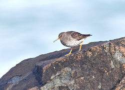 Purple Sandpiper photographed at Fort Doyle [DOY] on 18/2/2014. Photo: © Mike Cunningham