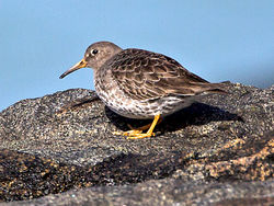 Purple Sandpiper photographed at Fort Doyle [DOY] on 22/2/2014. Photo: © Mike Cunningham