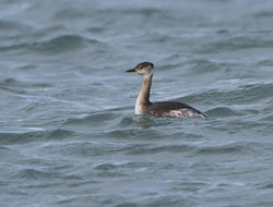 Red-necked Grebe photographed at Rousse [ROU] on 22/2/2014. Photo: © Mike Cunningham