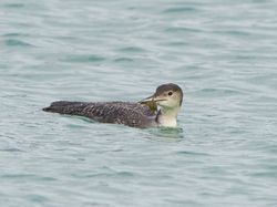 Great Northern Diver photographed at Town Harbour [TOW] on 24/2/2014. Photo: © Royston CarrÃ©
