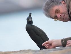 Shag photographed at Town Harbour on 24/2/2014. Photo: © Mike Cunningham