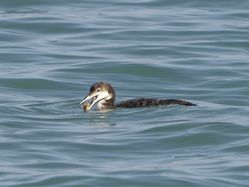 Great Northern Diver photographed at Havelet [HAV] on 5/3/2014. Photo: © Royston CarrÃ©