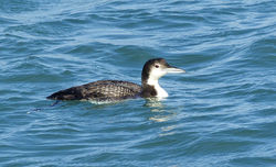 Great Northern Diver photographed at Salerie Corner on 8/3/2014. Photo: © Anthony Loaring