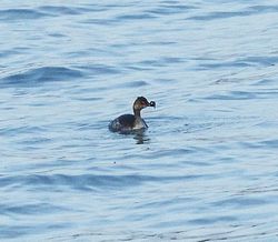 Black-necked Grebe photographed at Perelle [PER] on 19/3/2014. Photo: © Anthony Loaring