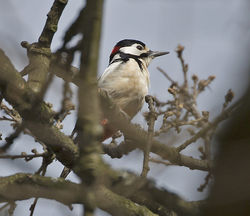Great Spotted Woodpecker photographed at Saumarez Park [SAU] on 28/3/2014. Photo: © Mike Cunningham