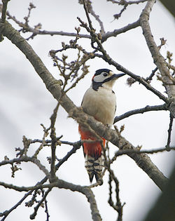 Great Spotted Woodpecker photographed at Saumarez Park [SAU] on 29/3/2014. Photo: © Royston CarrÃ©