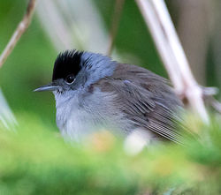 Blackcap photographed at St Peter Port [SPP] on 29/3/2014. Photo: © Mike Cunningham