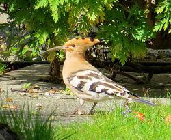 Hoopoe photographed at Belmont Rd, SPP on 30/3/2014. Photo: © C. Willcocks