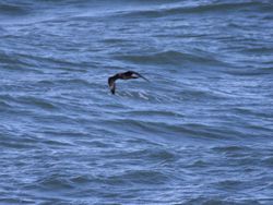 Pomarine Skua photographed at Chouet Hide [CHH] on 9/4/2014. Photo: © David Spicer