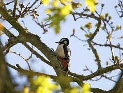 Great Spotted Woodpecker photographed at Saumarez Park [SAU] on 15/4/2014. Photo: © Royston CarrÃ©