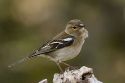 Chaffinch photographed at Bas Capelles [BAS] on 19/4/2014. Photo: © Rod Ferbrache