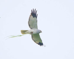 Hen Harrier photographed at Fauxquets Valley [FAU] on 29/4/2014. Photo: © Royston CarrÃ©