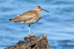 Whimbrel photographed at Perelle [PER] on 25/4/2014. Photo: © steve levrier