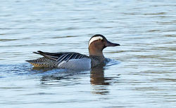 Garganey photographed at Grande Mare [GMA] on 6/5/2014. Photo: © Anthony Loaring