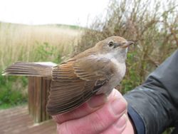 Whitethroat photographed at Select location on 21/4/2014. Photo: © Christopher Mourant