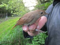 Nightingale photographed at Alderney [ALD] on 21/4/2014. Photo: © Christopher Mourant