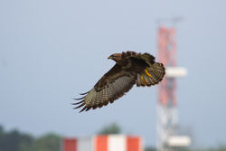 Buzzard photographed at Airport [AIR] on 20/5/2014. Photo: © Adrian Gidney