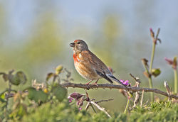 Linnet photographed at Pulias [PUL] on 23/5/2014. Photo: © Mike Cunningham