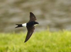 House Martin photographed at Grande Mare [GMA] on 24/5/2014. Photo: © Anthony Loaring