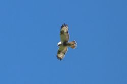 Rough-legged Buzzard photographed at Rue des Hougues, STA [H04] on 25/5/2014. Photo: © Mark Guppy