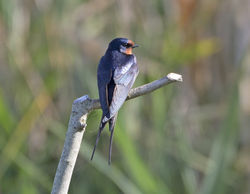 Swallow photographed at Grands Marais/Pre [PRE] on 16/6/2014. Photo: © Mike Cunningham