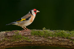 Goldfinch photographed at Bas Capelles [BAS] on 21/6/2014. Photo: © Rod Ferbrache