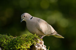 Collared Dove photographed at Bas Capelles [BAS] on 21/6/2014. Photo: © Rod Ferbrache