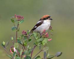 Woodchat Shrike photographed at Torteval [TOR] on 26/6/2014. Photo: © Mike Cunningham