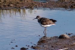 Green Sandpiper photographed at Claire Mare [CLA] on 29/6/2014. Photo: © Jason Friend