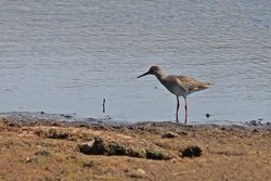 Redshank photographed at Claire Mare [CLA] on 1/7/2014. Photo: © Jason Friend
