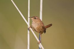 Wren photographed at Claire Mare [CLA] on 15/7/2014. Photo: © Dan Scott