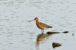 Bar-tailed Godwit photographed at Vale Pond [VAL] on 18/7/2014. Photo: © Anthony Loaring
