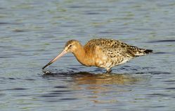 Black-tailed Godwit photographed at Claire Mare [CLA] on 19/7/2014. Photo: © Anthony Loaring