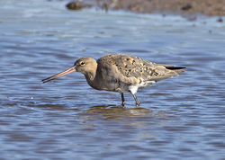 Black-tailed Godwit photographed at Claire Mare [CLA] on 28/7/2014. Photo: © Mike Cunningham