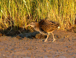 Water Rail photographed at Claire Mare on 28/7/2014. Photo: © Mike Cunningham