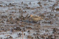 Dunlin photographed at Claire Mare [CLA] on 6/8/2014. Photo: © Jason Friend