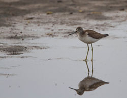 Greenshank photographed at Claire Mare [CLA] on 8/8/2014. Photo: © Dan Scott