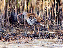 Water Rail photographed at Claire Mare [CLA] on 8/8/2014. Photo: © Mike Cunningham