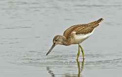 Greenshank photographed at Claire Mare [CLA] on 9/8/2014. Photo: © Anthony Loaring