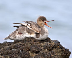 Red-breasted Merganser photographed at Havelet on 5/8/2014. Photo: © Mike Cunningham
