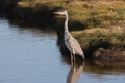 Grey Heron photographed at Claire Mare [CLA] on 13/8/2014. Photo: © Jason Friend