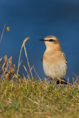 Wheatear photographed at Fort Le Marchant [MAR] on 20/8/2014. Photo: © Rod Ferbrache