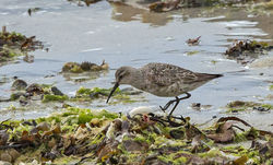 Curlew Sandpiper photographed at Vazon [VAZ] on 27/8/2014. Photo: © Anthony Loaring