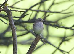 Spotted Flycatcher photographed at Rue des Bergers [BER] on 28/8/2014. Photo: © Royston CarrÃ©