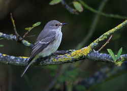 Spotted Flycatcher photographed at Rue des Bergers [BER] on 28/8/2014. Photo: © Mike Cunningham