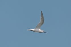 Sandwich Tern photographed at Fort Doyle [DOY] on 3/9/2014. Photo: © Jason Friend