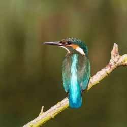 Kingfisher photographed at Rue des Bergers [BER] on 3/9/2014. Photo: © Adrian Gidney