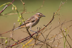 Whinchat photographed at Pleinmont [PLE] on 3/9/2014. Photo: © Adrian Gidney