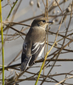 Pied Flycatcher photographed at Fort Hommet [HOM] on 3/9/2014. Photo: © Anthony Loaring