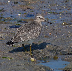 Knot photographed at Pulias [PUL] on 4/9/2014. Photo: © Mark Lawlor